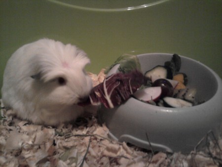 Najlepšia je červená čakanka ! neviem sa jej dojesť :D