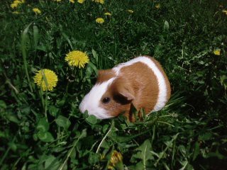 A zase len papám :))