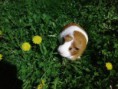 /album/vykend-na-dedine-/fotografia2925-jpg1/